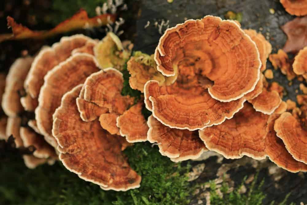 Turkey Tail Mushrooms (Trametes versicolor)