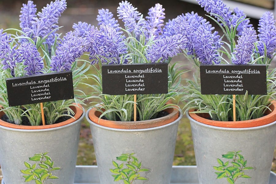 Growing Lavender in Containers