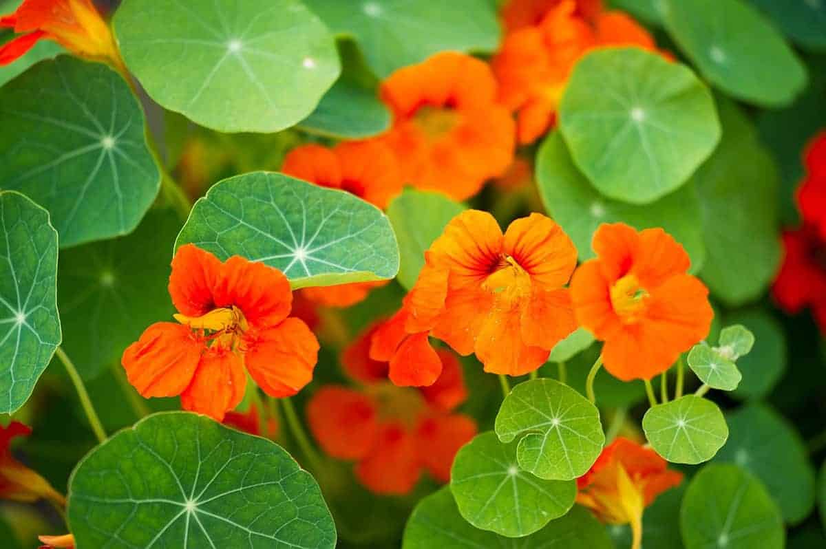 Nasturtiums