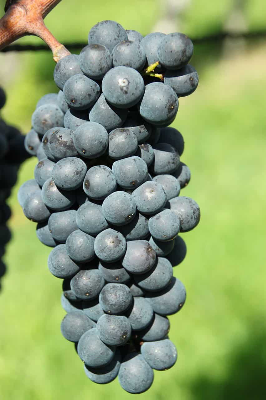 Grapes