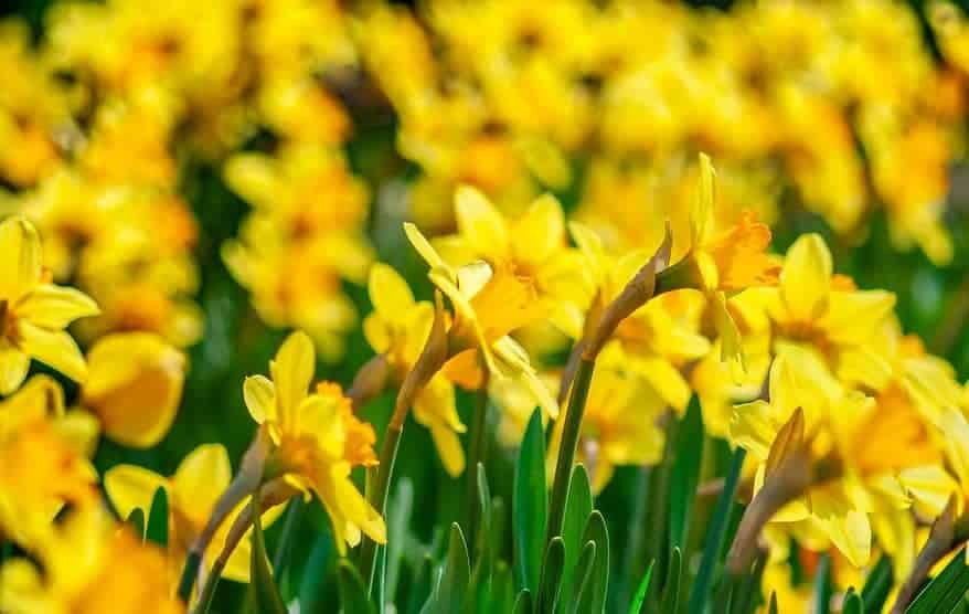 Daffodils (Narcissus sp.): Zones 4-8