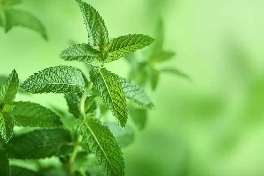 Mint (Mentha spp.)