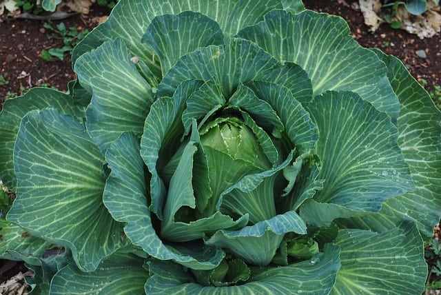 Cabbage