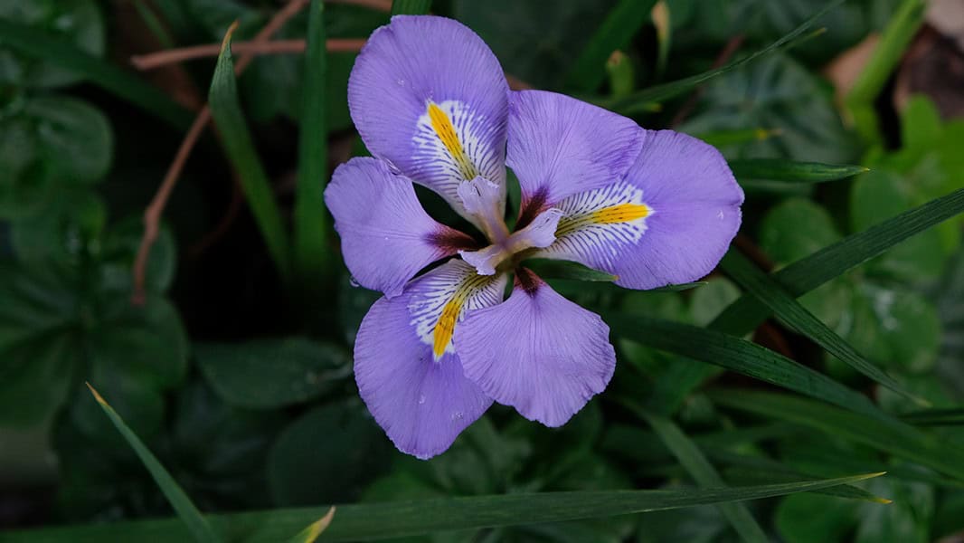 Algerian Iris