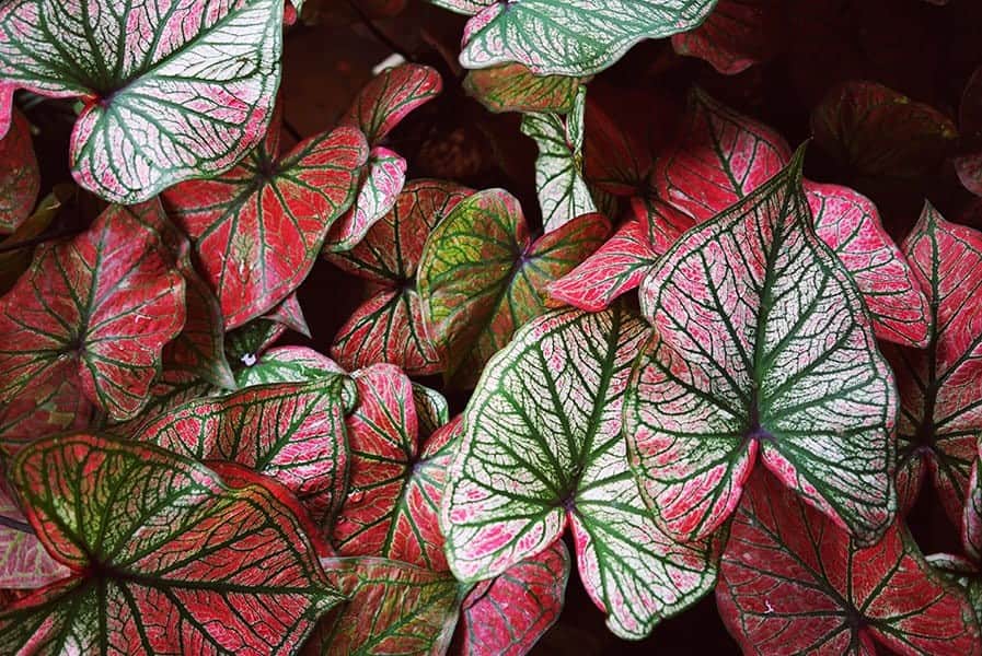 Caladium