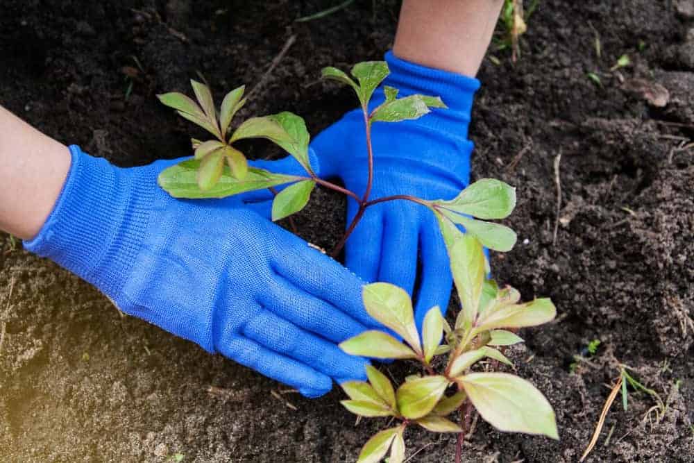 Planting Seedlings