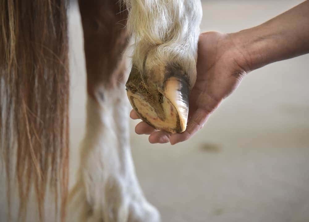 Laminitis