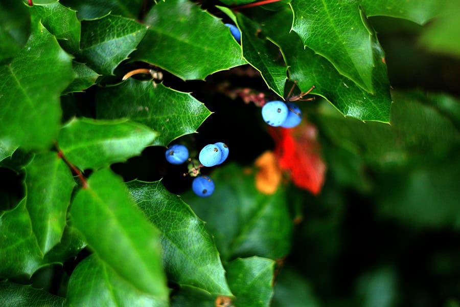 Mahoniaor Oregon Grape