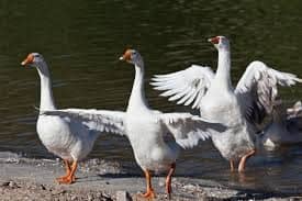 Embden Geese