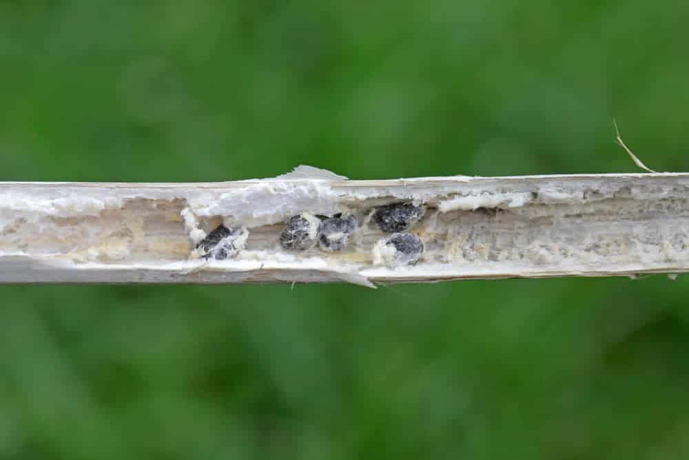 Arial Infections of White Mold