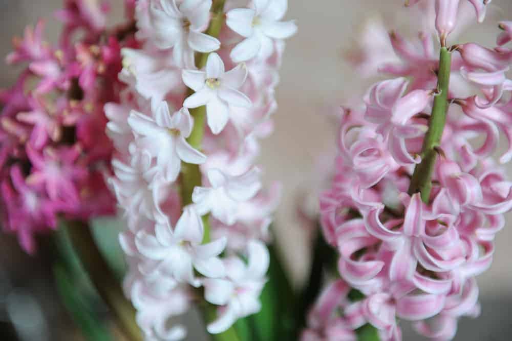 Get to Know Hyacinths