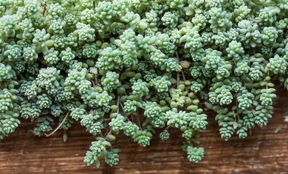 Sedum