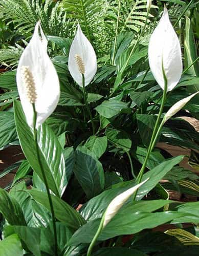 Peace Lily