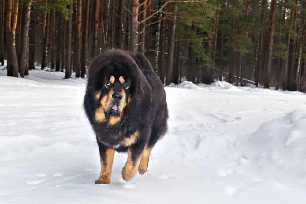 Tibetan Mastiff