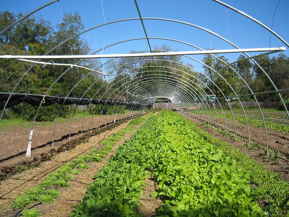 Is it Greenhouse, Hothouse or Cold Frames?