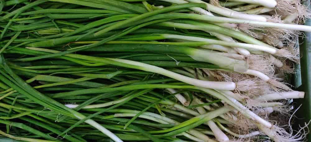 Scallions