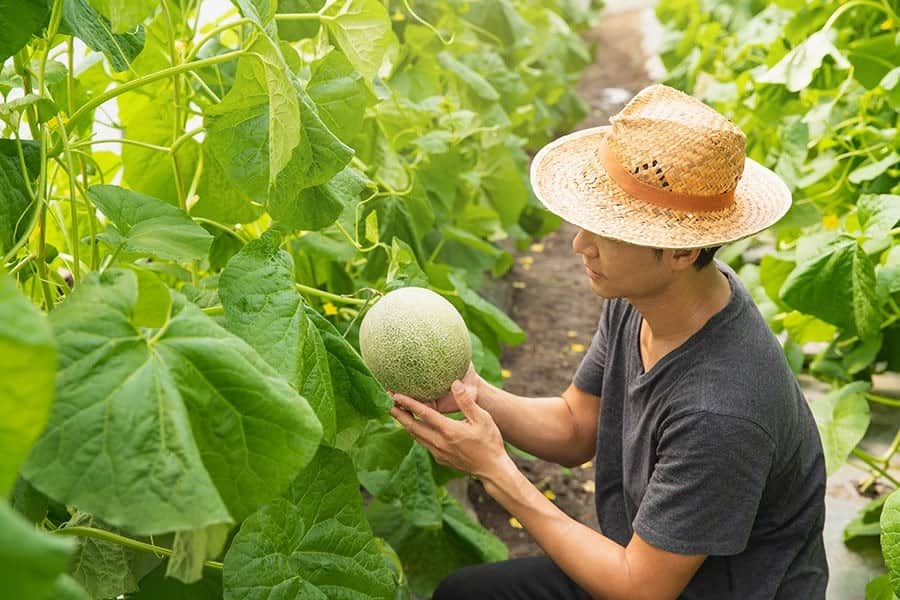 Failing to Harvest Your Plants