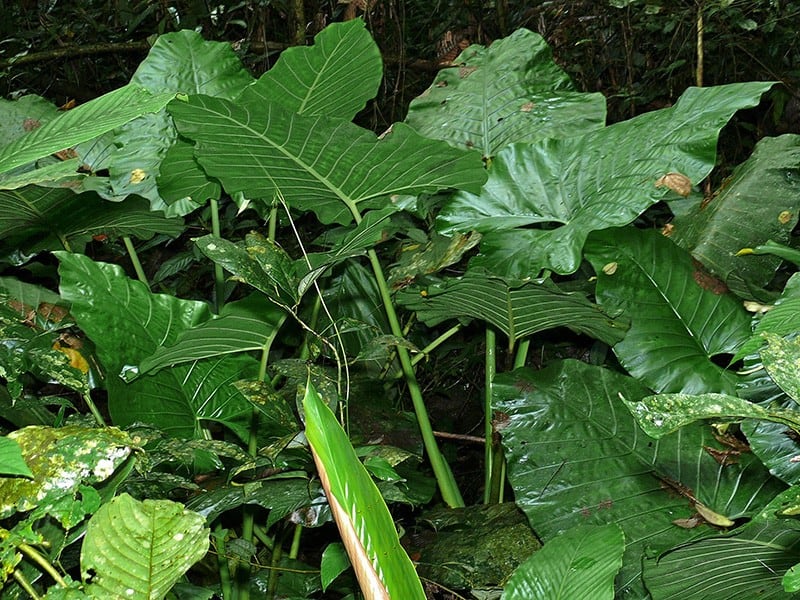 Elephant Ear