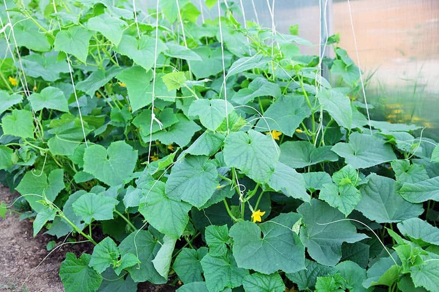 How to Care for Cucumbers in the Garden