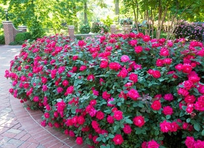 Knock Out Rose Bushes