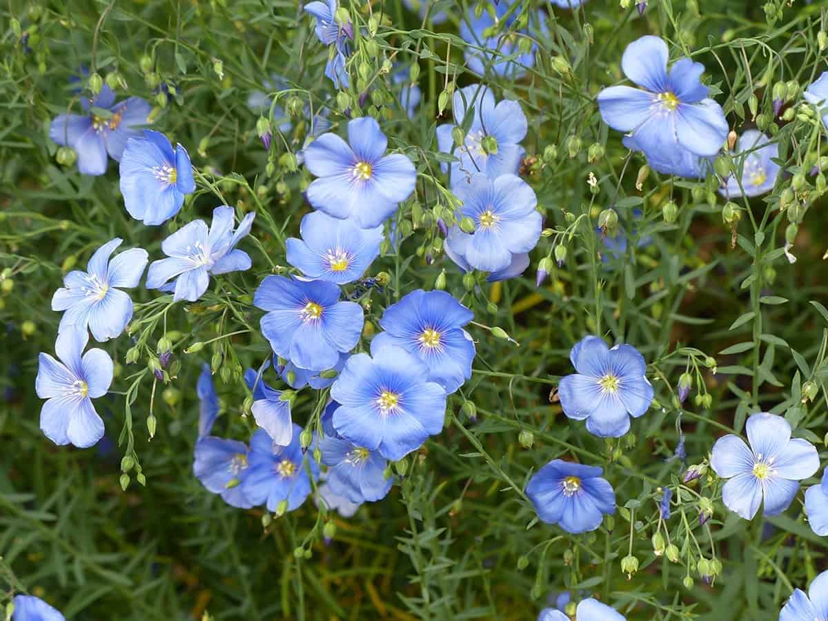 Flax (Linum usitatissimum)