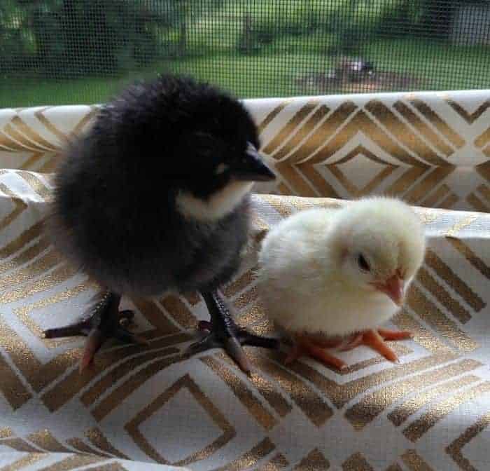 Can You Keep Bantams With Standard Chickens?