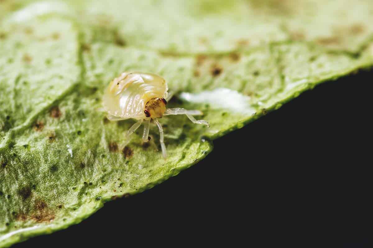 Spider Mites