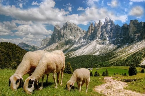 Types of Feed For Your Sheep