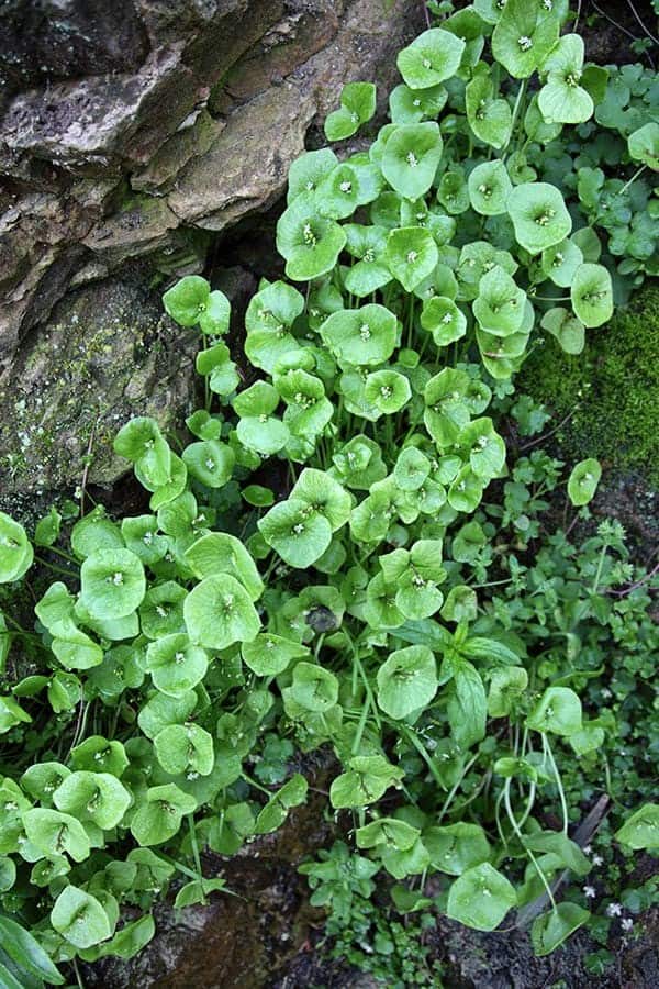 Miner’s Lettuce