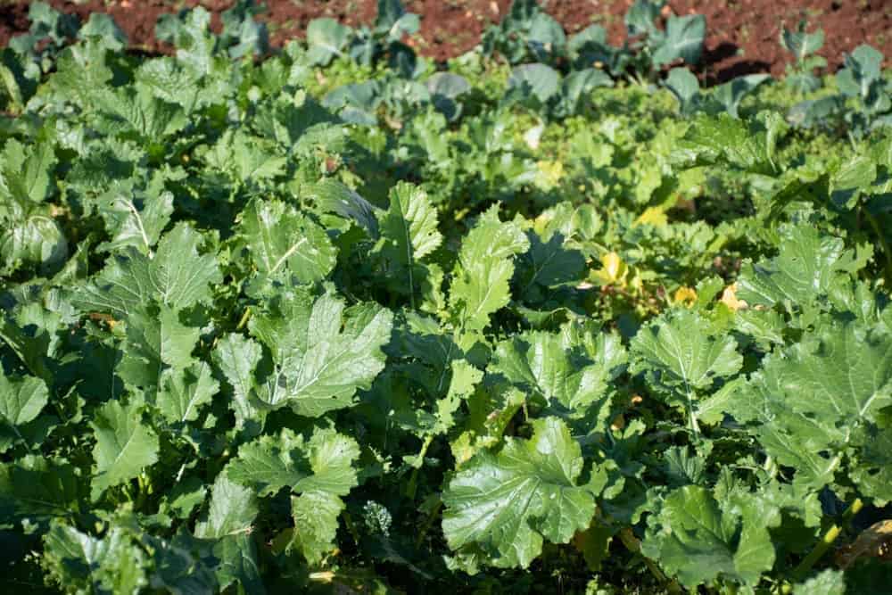 How to Plant Rapini