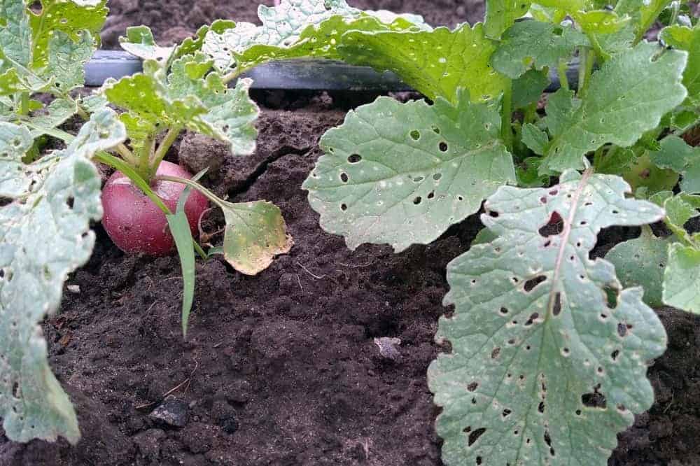 Tiny Shotholes in Leaves