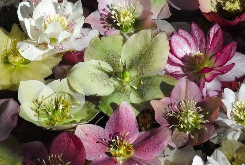 Hellebores (Helleborus niger, H. orientalis): Zones 3-9