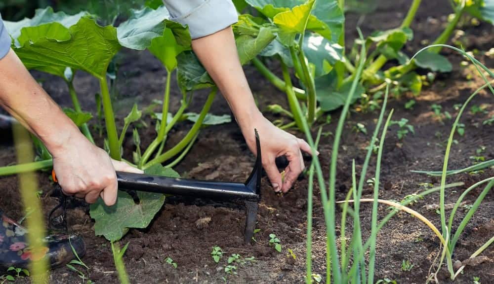 Weed Control