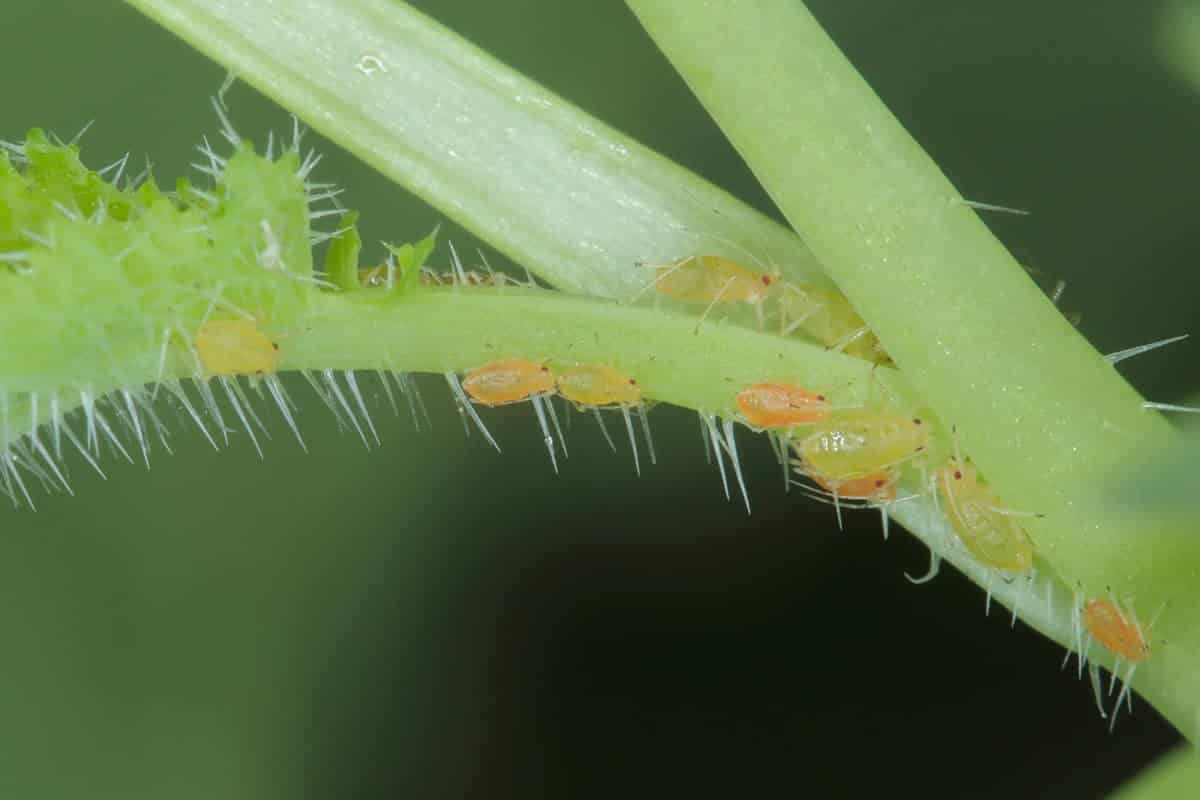 Aphids