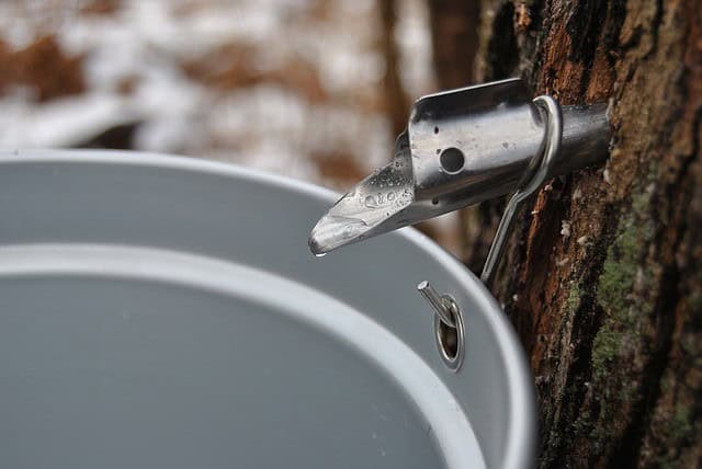 Tapping The Trees