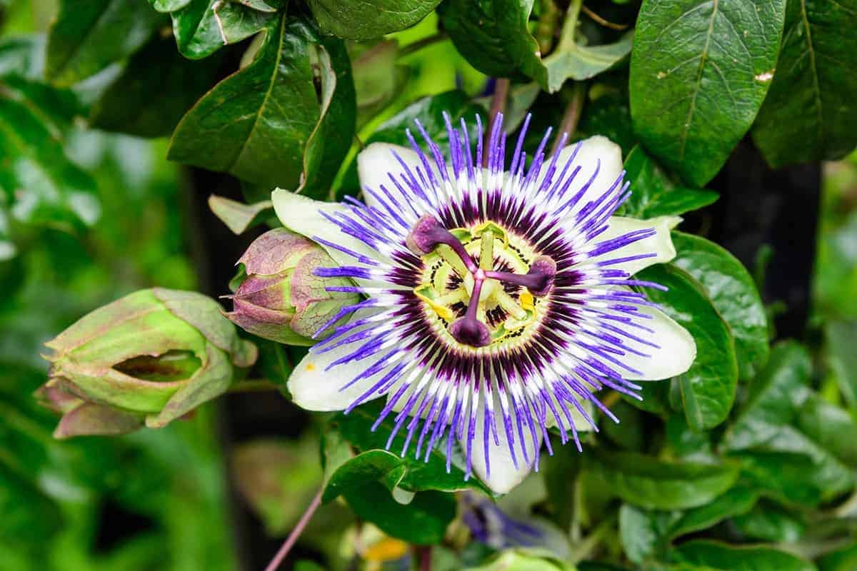 Passionflower (Passiflora incarnata)