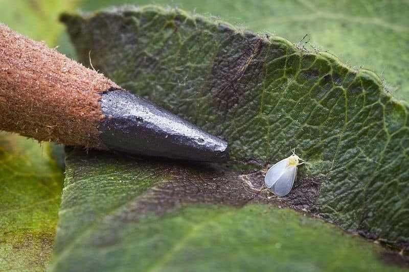 Whiteflies