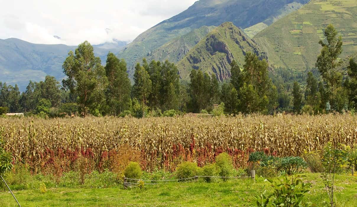 Companion Plants for Growing Amaranth