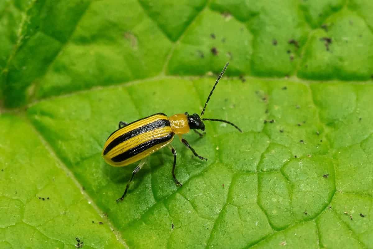 Cucumber Beetles