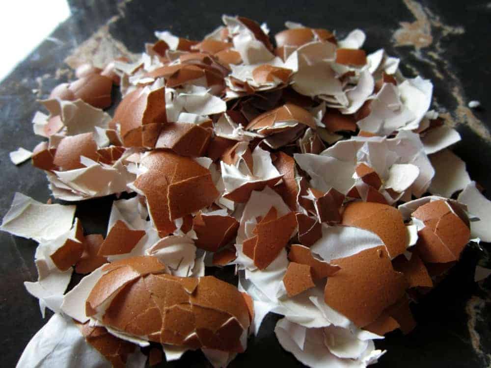 Egg Shells