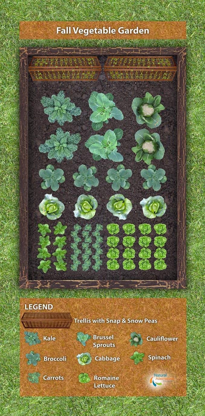 Fall Vegetable Garden Plans