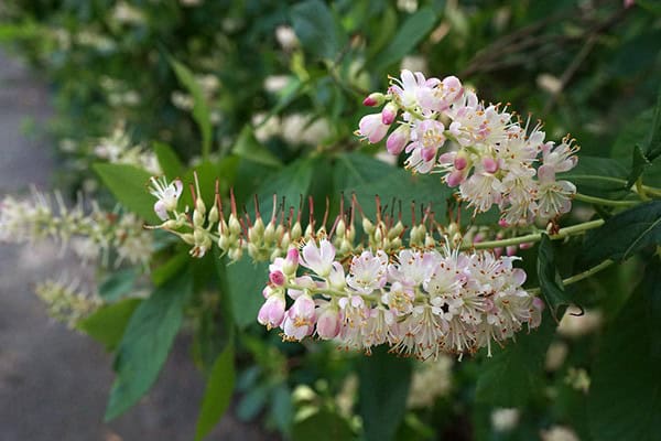 Summersweet (Clethra alnifolia)