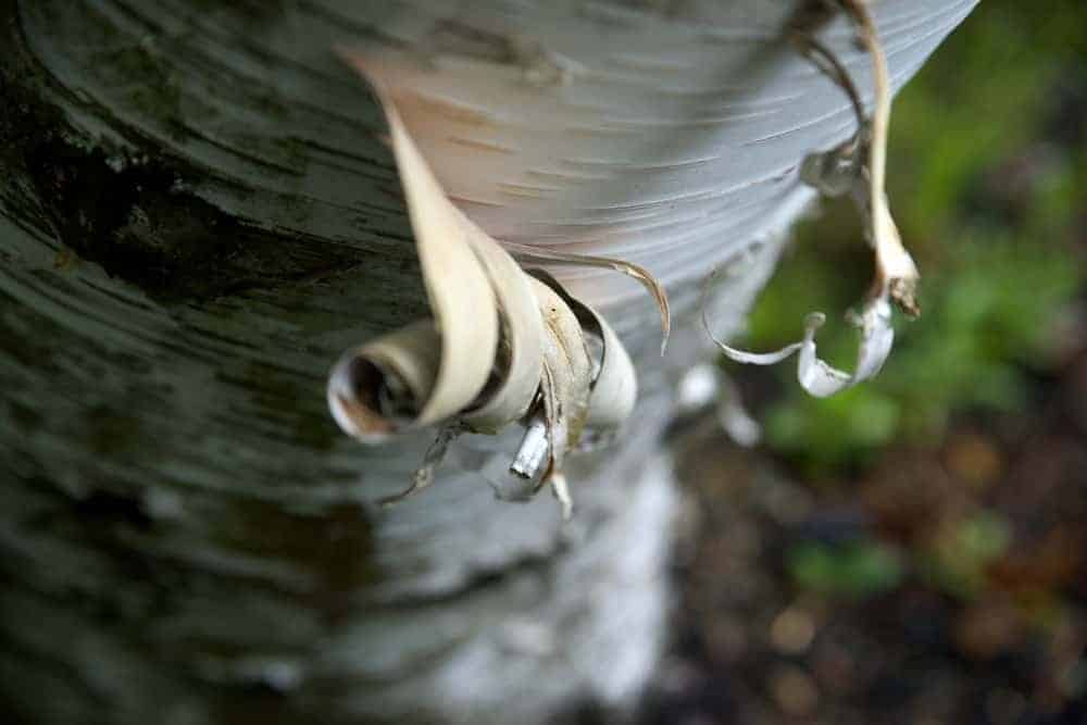 Paper Birch