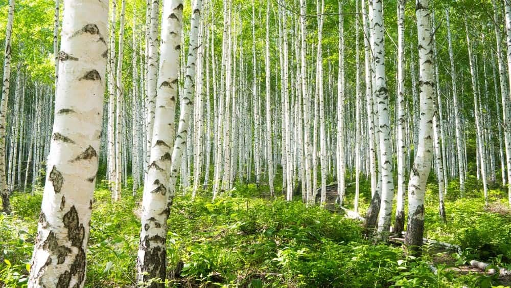 How to Use Birch Trees