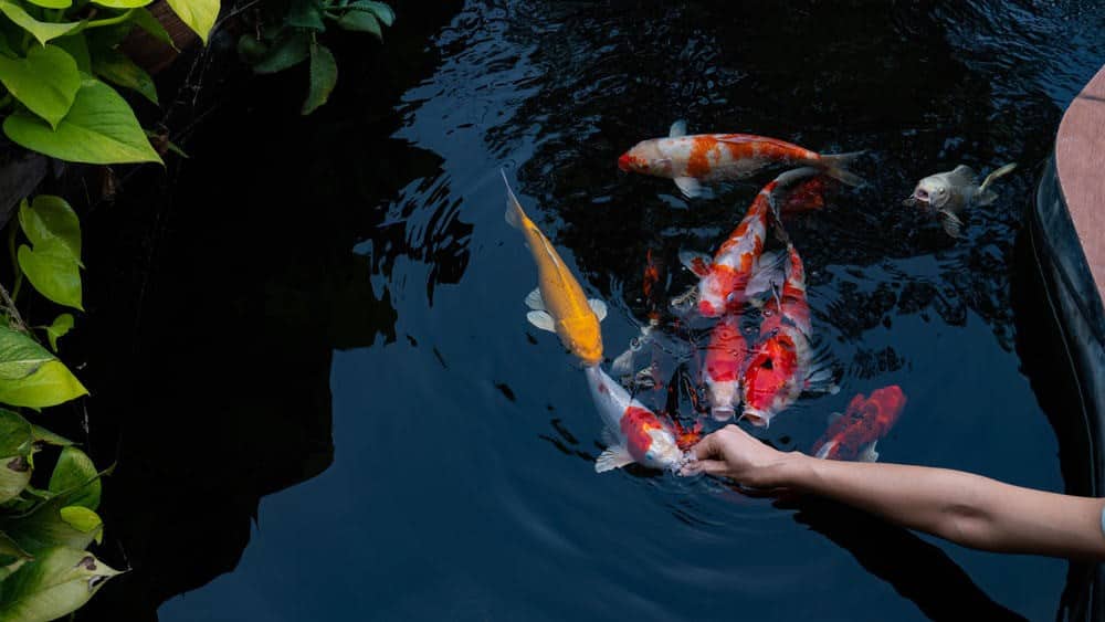 How to Care For Your Pond Fish