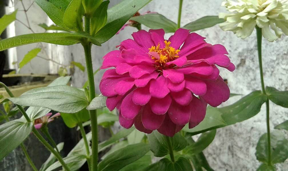 Zinnias