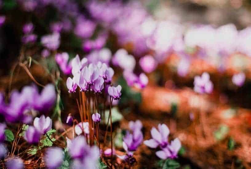 Cyclamen (Cyclamen persicum): Zones 9-11