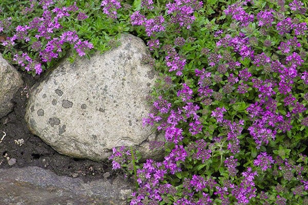 Creeping Thyme (Thymus serpyllum)