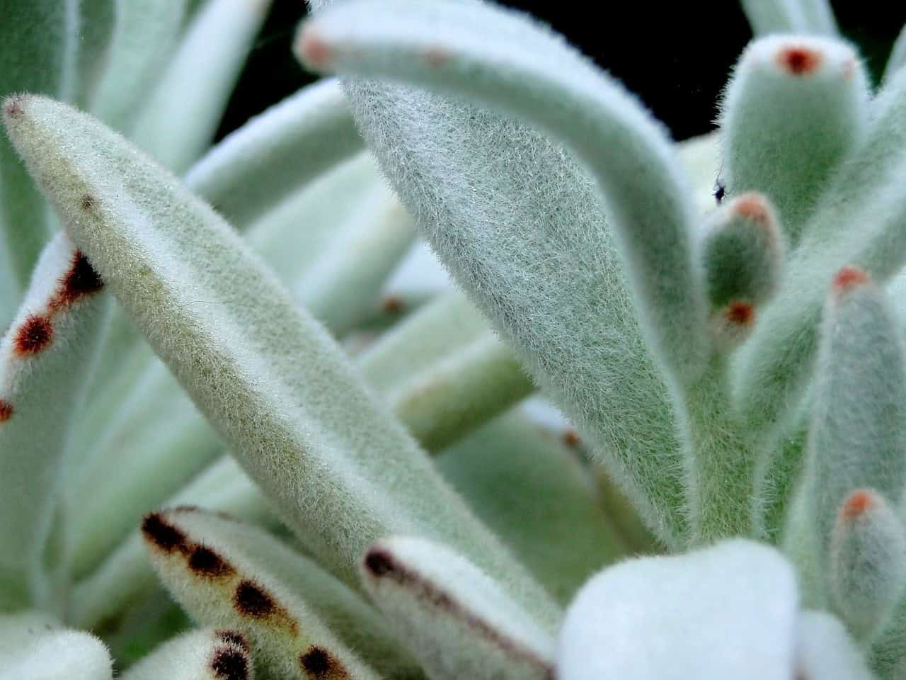 Rabbit’s Ear