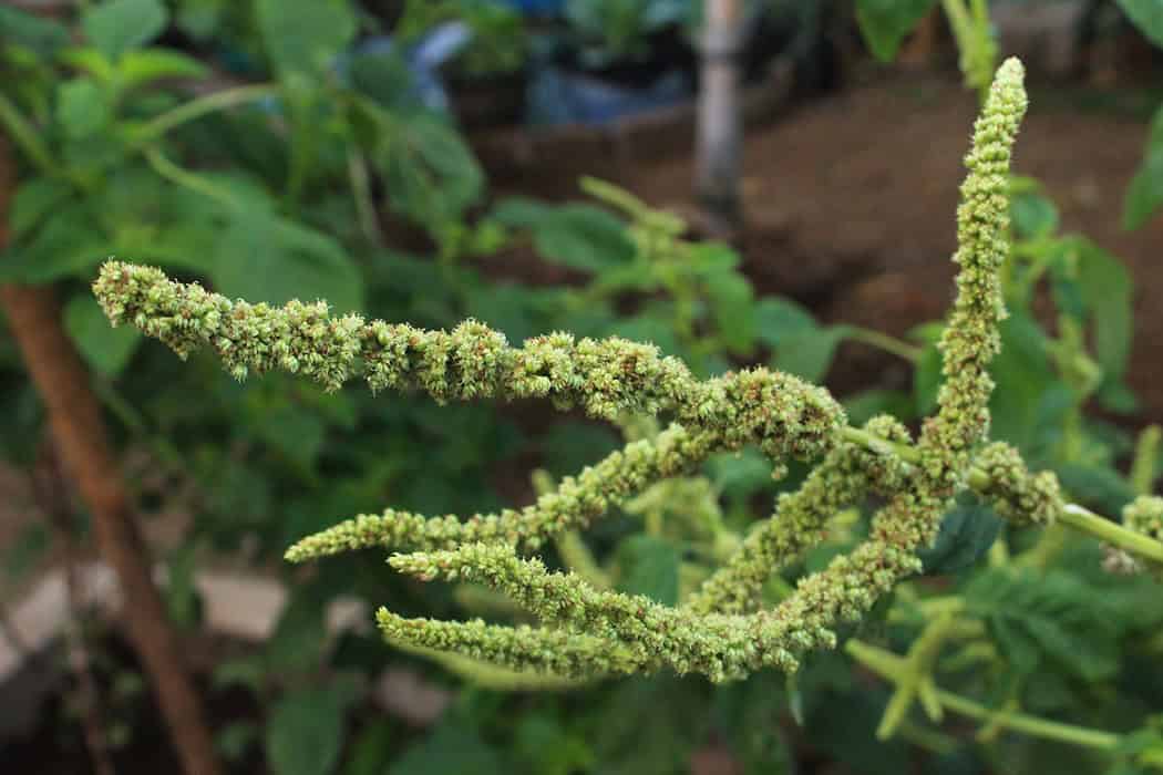 Harvesting and Storing Amaranth